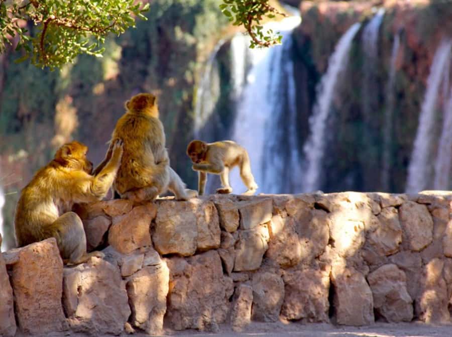 From Marrakech: Private Ouzoud Falls & Boat Ride Day Trip - The Boat Ride Below the Falls