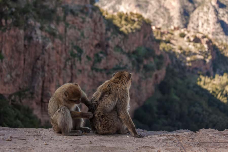 From Marrakech: Private Ouzoud Falls & Boat Ride Day Trip - Monkeys, Pools, and Time Beside the River