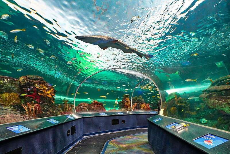 From Montreal: Toronto, Niagara Falls & 1000 Islands Tour - Winter Niagara with Takes Flight 4D and the SkyWheel