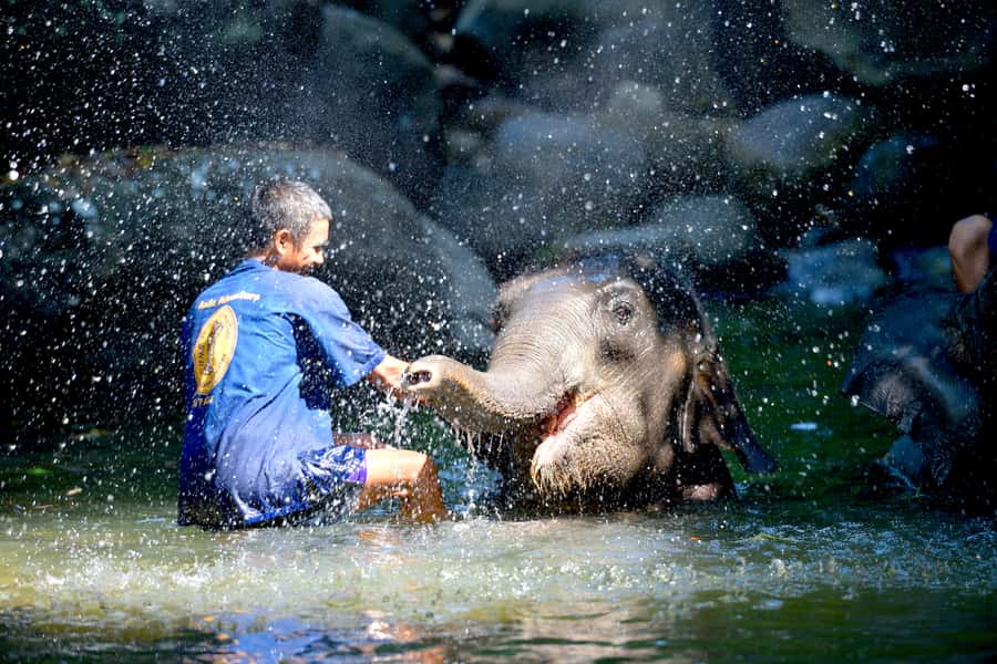 From Phuket & Khao Lak: Elephant Care with Waterfall Visit - Key points at a glance