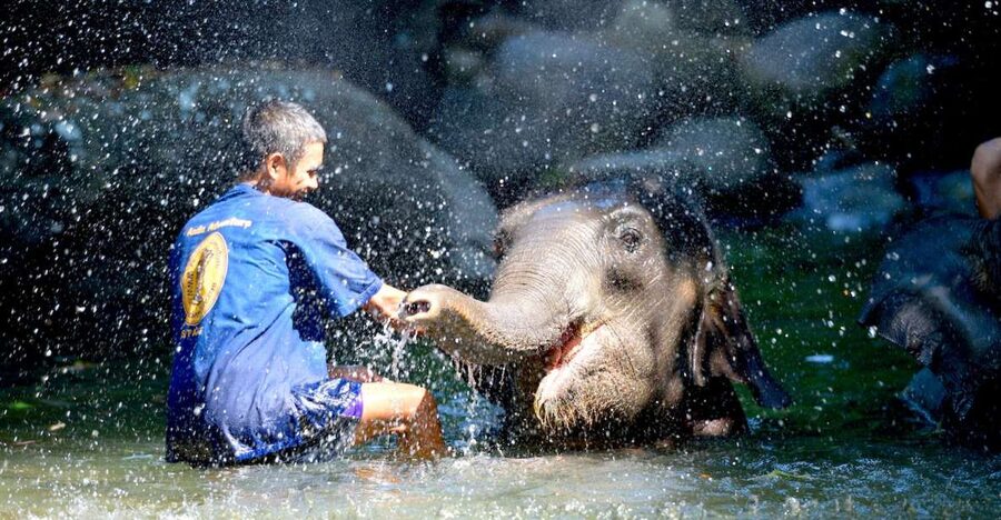 From Phuket & Khao Lak: Elephant Care with Waterfall Visit - How much value do you get for $70?