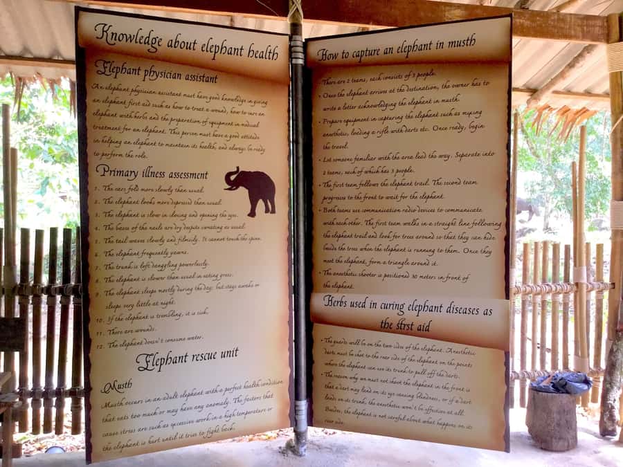 From Phuket & Khao Lak: Elephant Care with Waterfall Visit - Meeting the elephants in their own time