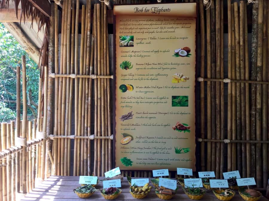 From Phuket & Khao Lak: Elephant Care with Waterfall Visit - A Thai lunch before the wet activities