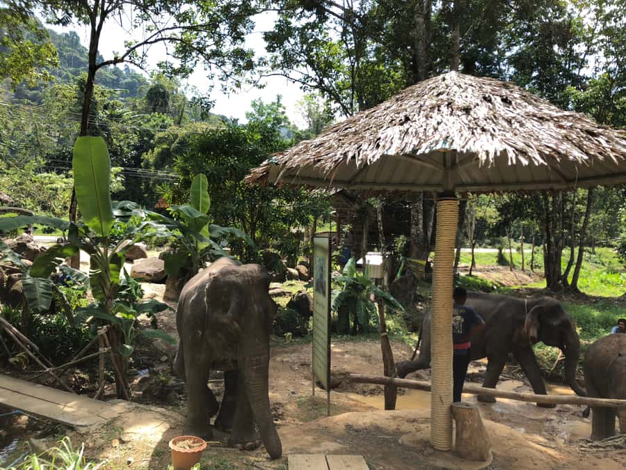 From Phuket & Khao Lak: Elephant Care with Waterfall Visit - The early pickup and long road to Phang Nga