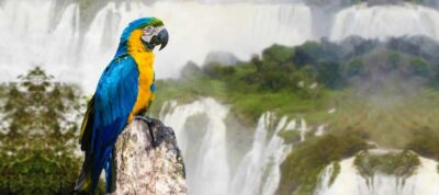 Half-Day Brazilian Falls Excursion
