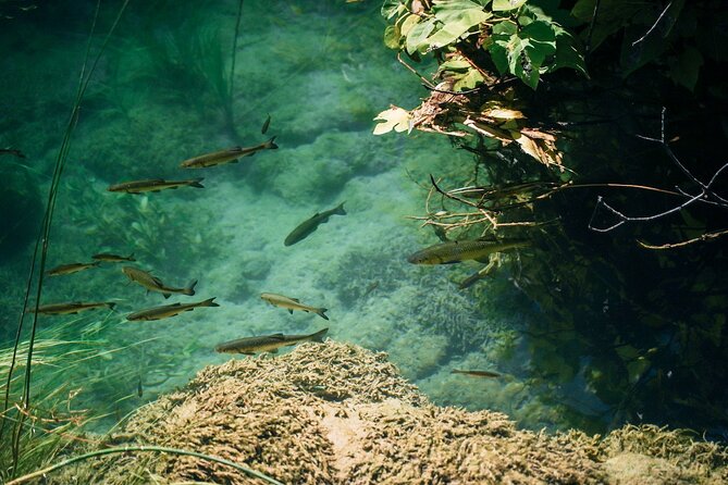 From Split: Krka Waterfalls, Food & Wine Tasting Tour - The Sladic family winery in Plastovo