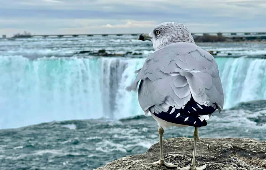 From Toronto: Niagara Falls Tour + Boat Ride and/or Journey - The Hornblower Boat Cruise from May to November
