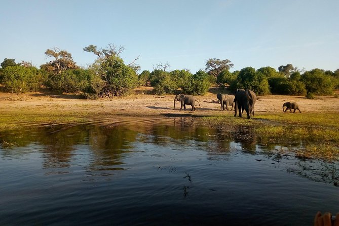 From Victoria Falls: Chobe National Park Small Group Tour - Lunch beside the river at midday