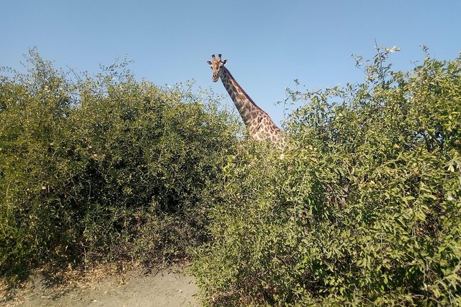 From Victoria Falls: Chobe National Park Small Group Tour - What the $200 price really covers