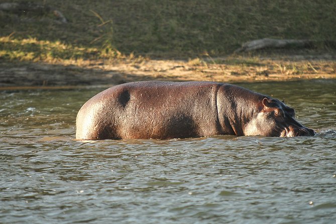 From Victoria Falls: Chobe National Park Small Group Tour - How to prepare for a day built around patience