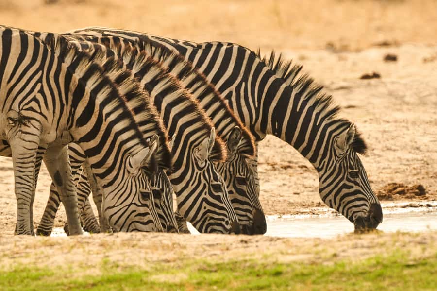 From Victoria Falls: Chobe National Park Small Group Tour - Practical advice before you go