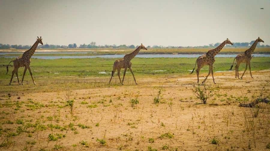 From Victoria Falls: Full Chobe Day trip to Chobe, Botswana - Key points to know before you book