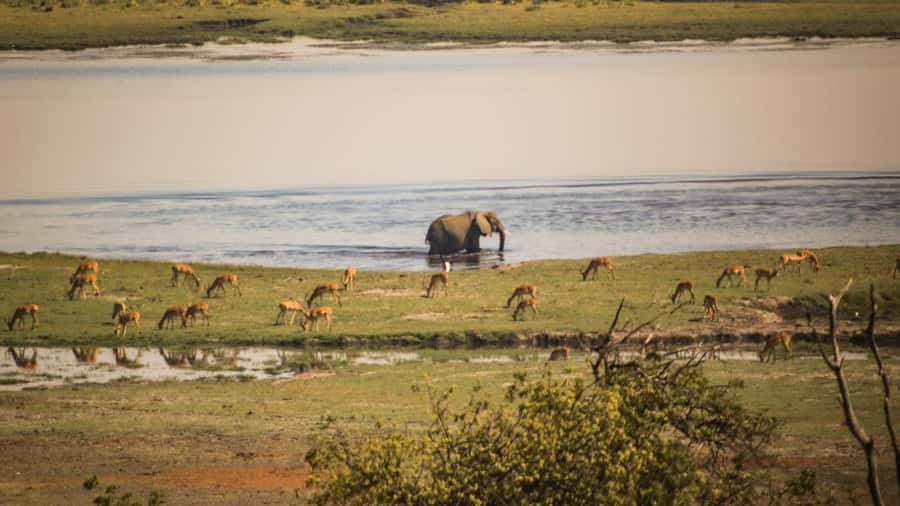 From Victoria Falls: Full Chobe Day trip to Chobe, Botswana - Three hours on the Chobe River