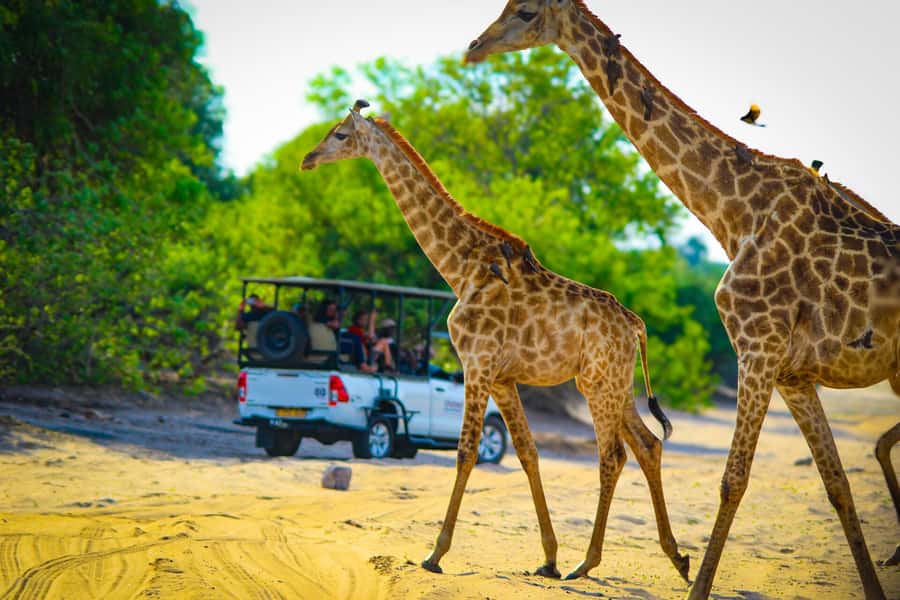 From Victoria Falls: Full Chobe Day trip to Chobe, Botswana - Is $229 a fair price?