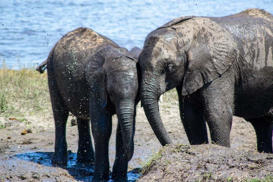 From Victoria Falls: Full Chobe Day trip to Chobe, Botswana - Practical preparation for the border and safari