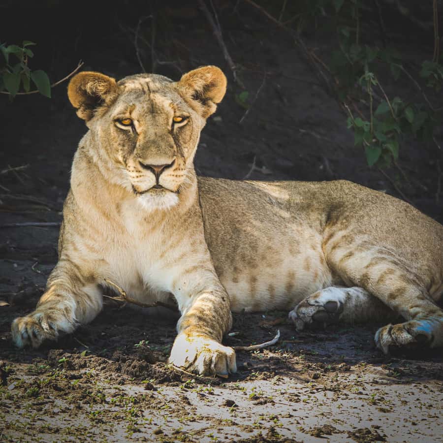 From Victoria Falls: Full Chobe Day trip to Chobe, Botswana - Who should book this experience?