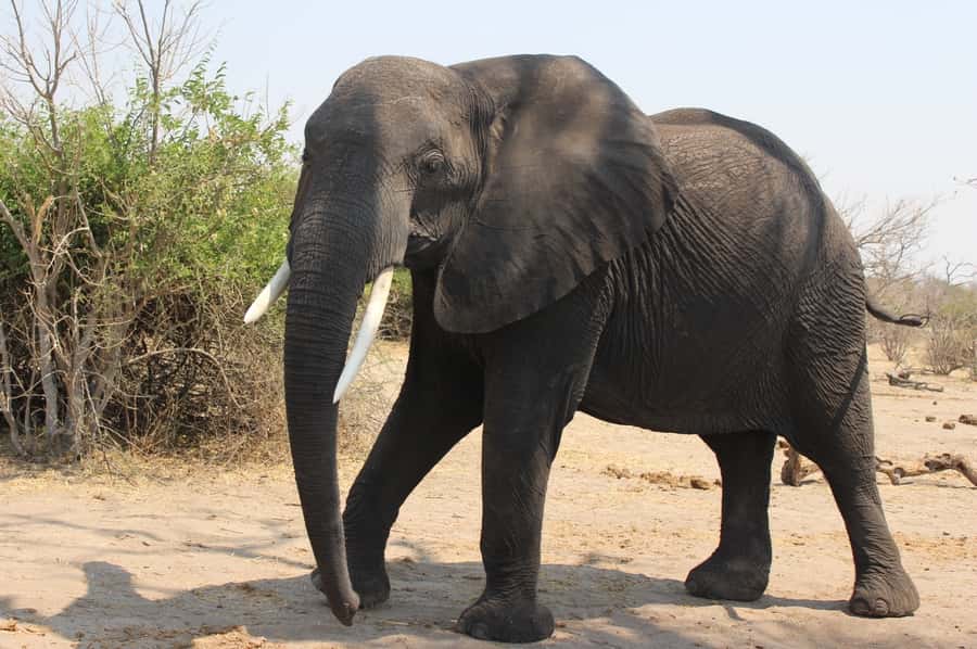 From Victoria Falls: Sunrise to Sunset Chobe Safari - Why this Chobe day trip offers good value at $230
