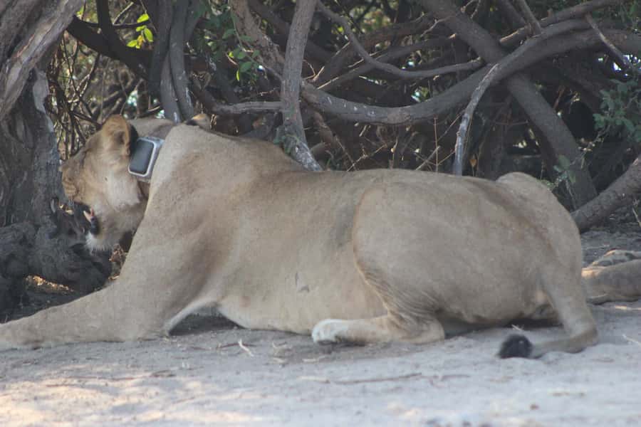 From Victoria Falls: Sunrise to Sunset Chobe Safari - Crossing from Zimbabwe into Botswana