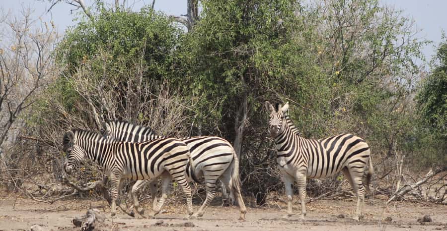 From Victoria Falls: Sunrise to Sunset Chobe Safari - Group size, accessibility, and the pace of the day