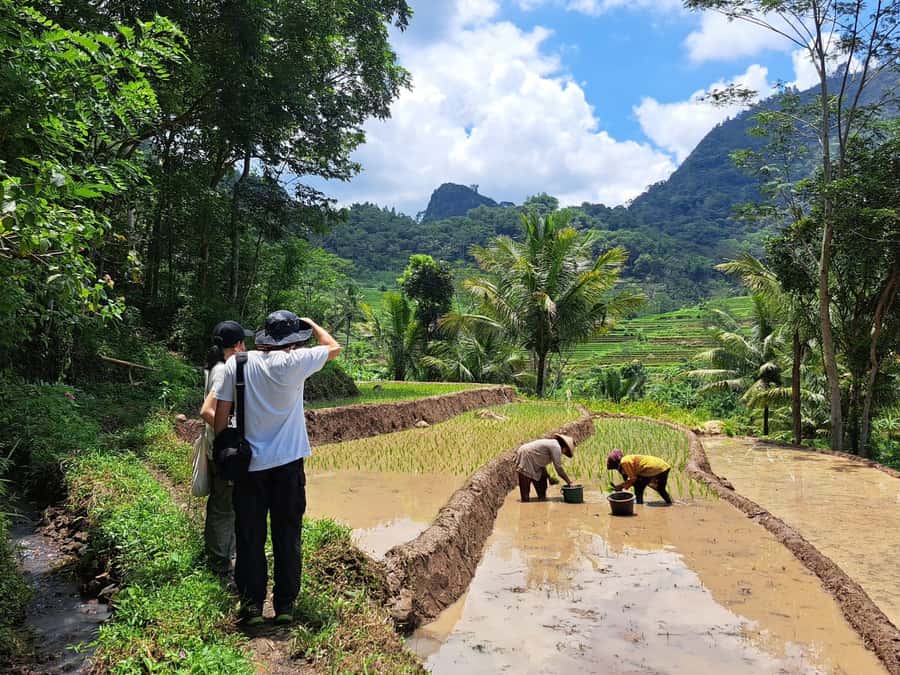 From Yogyakarta: Hidden Waterfall & Selogriyo Rice Terraces - Walking through the Selogriyo rice terraces