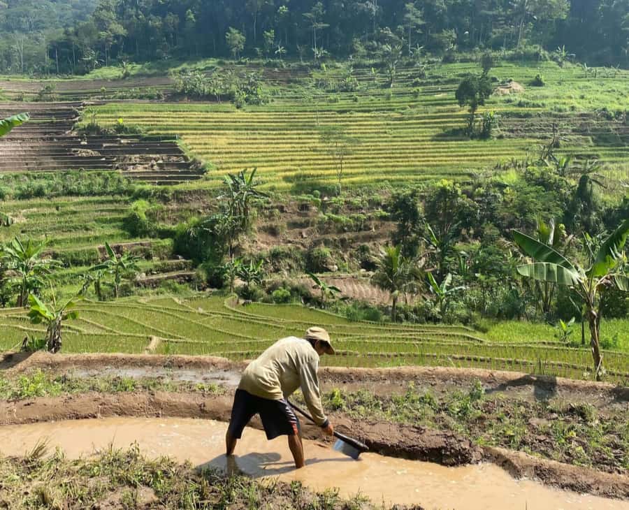 From Yogyakarta: Hidden Waterfall & Selogriyo Rice Terraces - Who should book this day trip?