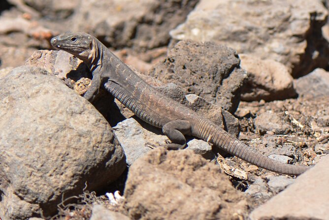 Full day Hiking and Waterfalls Experience - A late lunch with Canarian character