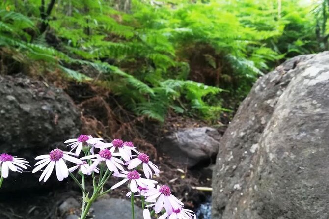 Full day Hiking and Waterfalls Experience - Is the $77.02 price good value?