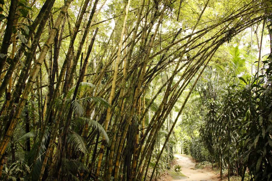 Full-Day Jungle Jeep Waterfall and Cachaça Distillery Tour - Key points to know before you go