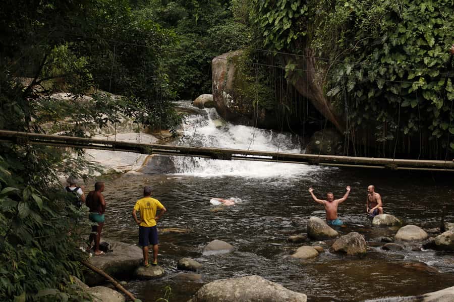 Full-Day Jungle Jeep Waterfall and Cachaça Distillery Tour - Brazilian bamboo, bromeliads, and the Jequitibá tree