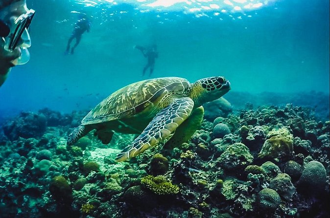 Full-Day Moalboal Islands and Kawasan Falls Small-Group Tour from Cebu - Who should book this outing?