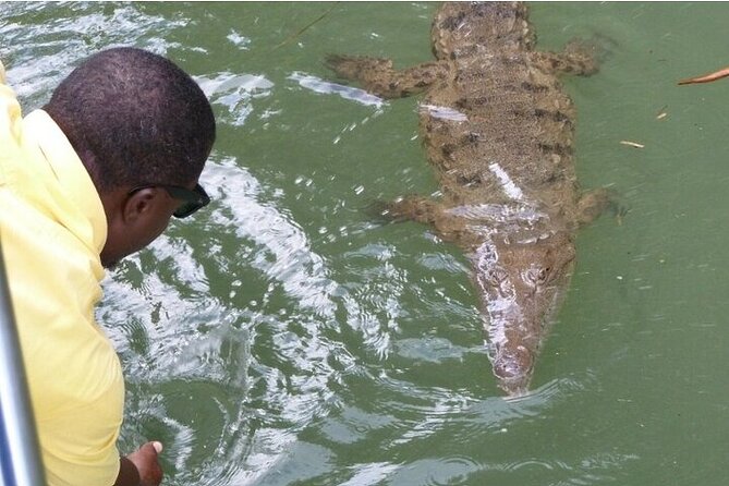 Full-Day South Coast - YS Falls, Pelican Bar & Black River Safari - Black River Safari: slow water and wild sightings