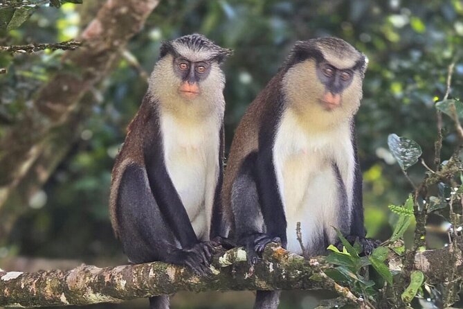 Full-Day Tour: Concord Waterfall, Chocolate Factory, Rum Distillery, Grand Etang - Guides who make the difference