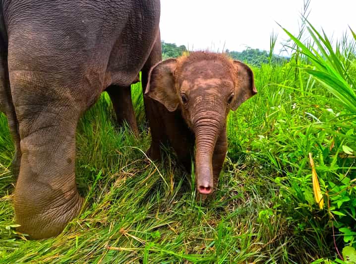 Full-day with CHIANGMAI ELEPHANT CARE and Sticky waterfall - Key points at a glance