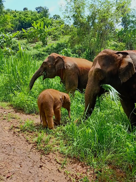 Full-day with CHIANGMAI ELEPHANT CARE and Sticky waterfall - What this Chiang Mai day trip is really like