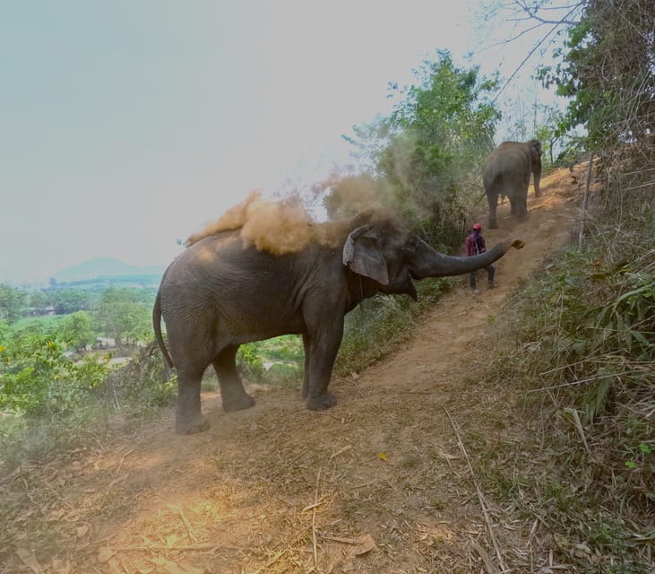 Full-day with CHIANGMAI ELEPHANT CARE and Sticky waterfall - Walking beside the elephants in Mae Taeng