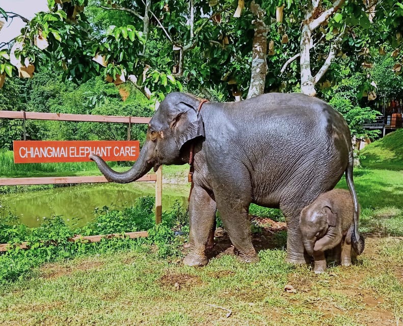Full-day with CHIANGMAI ELEPHANT CARE and Sticky waterfall - Bathing and brushing elephants in the river
