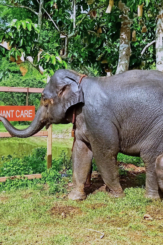 Full-day with CHIANGMAI ELEPHANT CARE and Sticky waterfall - Climbing Bua Tong, Chiang Mai’s Sticky Waterfall