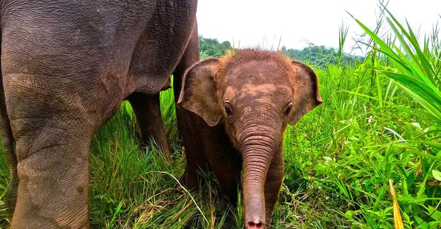 Full-day with CHIANGMAI ELEPHANT CARE and Sticky waterfall - Feeding elephants and making herbal medicine balls