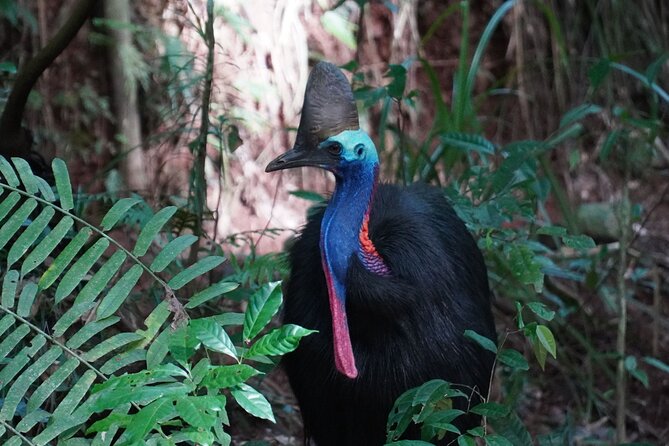 Fun, Falls and Forests Day Trip from Cairns - Millaa Millaa Falls and the 30-metre curtain