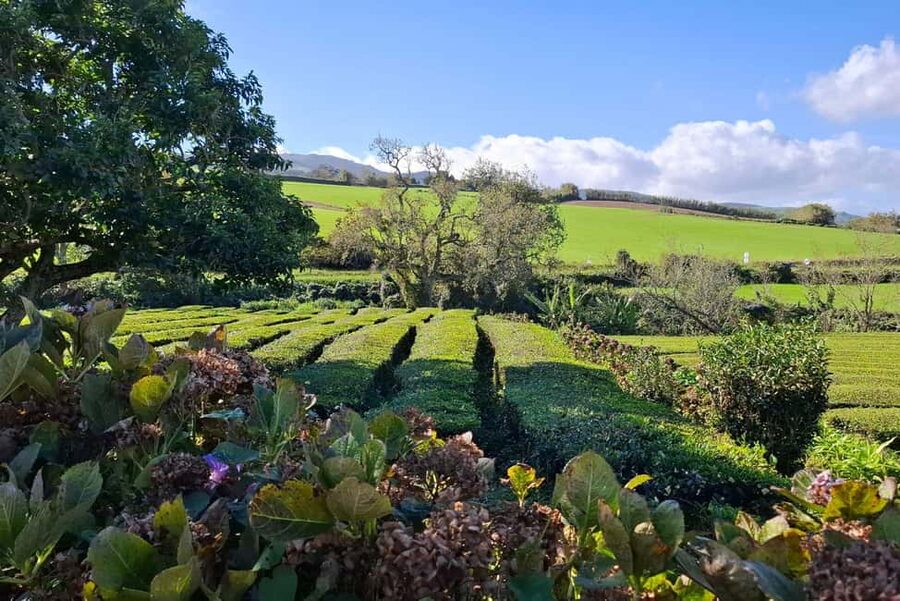 Furnas: Volcano Wonders, Tea Plantation & Waterfall Tour - Gorreana shows how tea grows in Europe