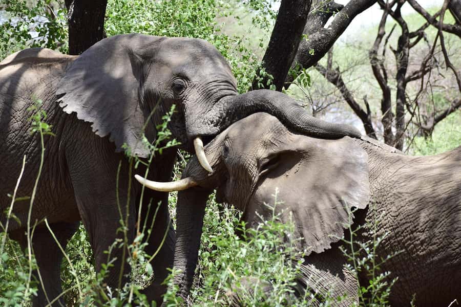 Game drive in Victoria Falls - What this Victoria Falls safari is really like