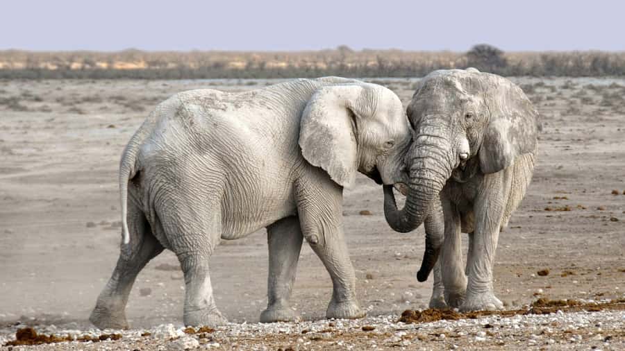 Game drive in Victoria Falls - Big animals, smaller sightings, and honest expectations