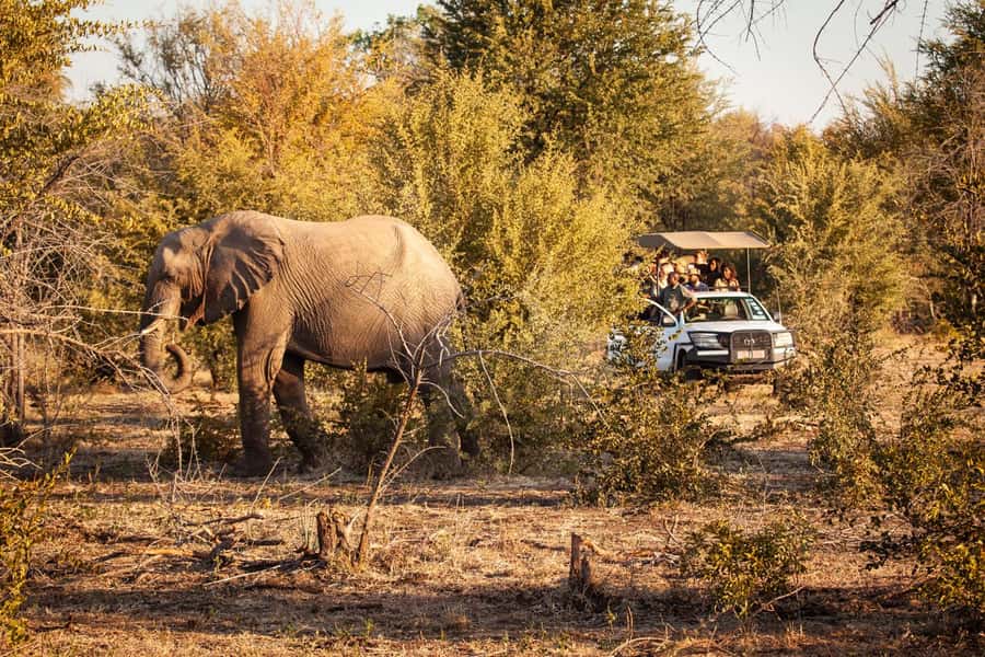 Game drive in Victoria Falls - Why the guide can make or break the morning