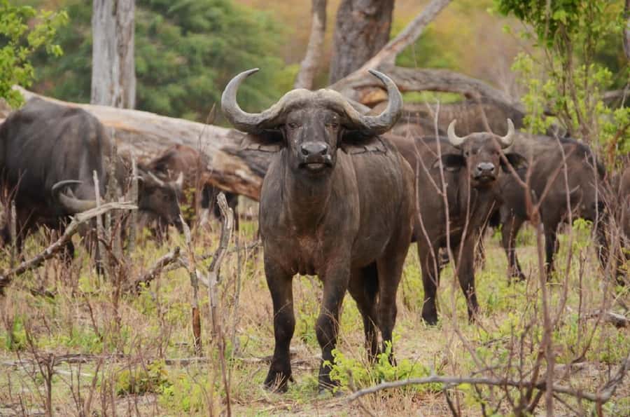 Game drive in Victoria Falls - The value of $100, plus the park fee