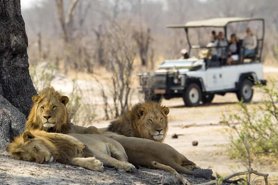 Game drive in Victoria Falls - Who should book this game drive