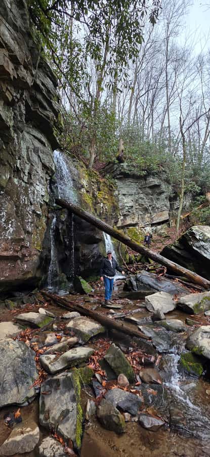 Gatlinburg: Great Smoky Mts National Park Waterfall Tour - A forest walk with changing scenery