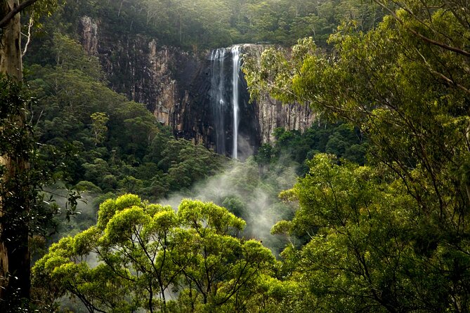 Glow-worms, Waterfalls & Rainforest Experience - Glowworms, glowing mushrooms, and the walk in darkness