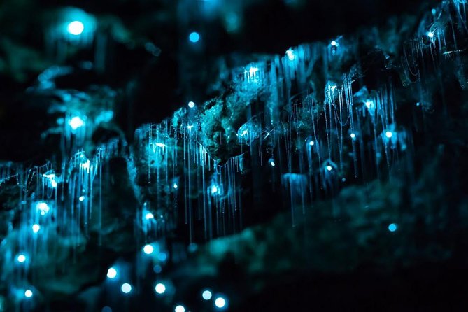 Glow-worms, Waterfalls & Rainforest Experience - Waterfalls, swimming holes, and short rainforest walks