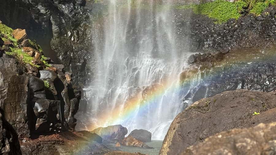 Gold Coast: 6 Waterfalls, Koalas & Natural Bridge Day Tour - The one-hour forest break and picnic lunch