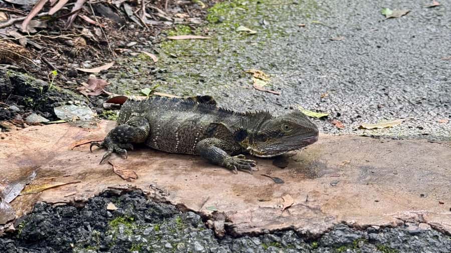 Gold Coast: 6 Waterfalls, Koalas & Natural Bridge Day Tour - Twin Falls Circuit: the main rainforest walk